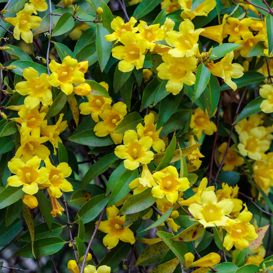 Gelsemium sempervirens - Bakker