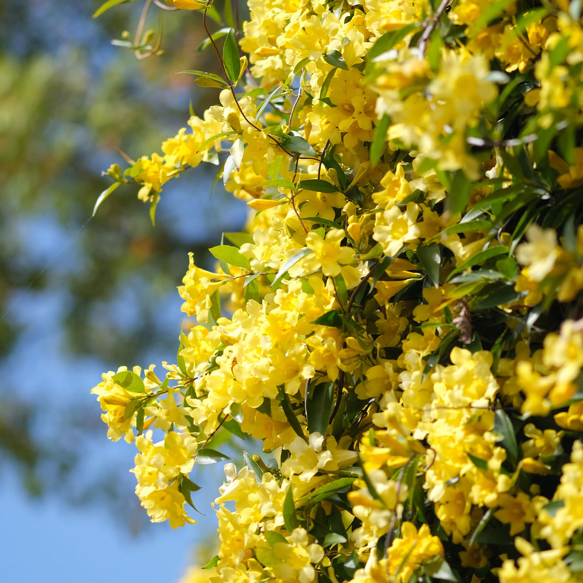 Vente Gelsemium sempervirens