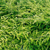 Lonicera pileata 'moss green' - Chèvrefeuille arbustifs MossGreen - Arbustes à feuillage persistant