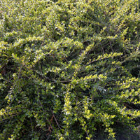 Chèvrefeuille arbustifs MossGreen - Bakker