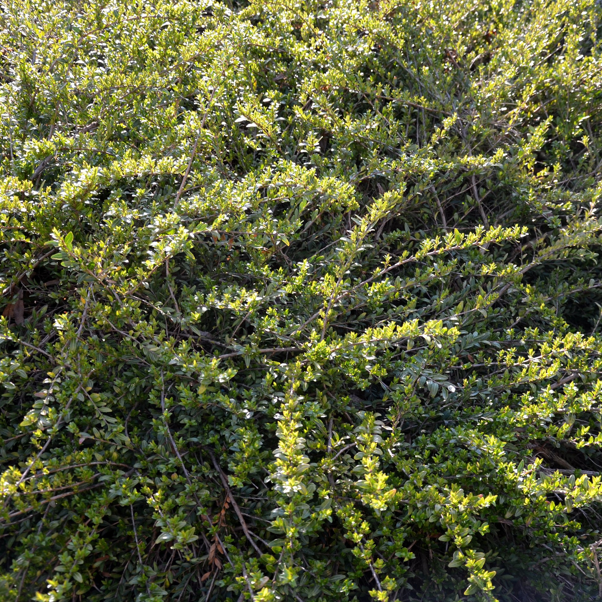 Chèvrefeuille arbustifs MossGreen - Bakker