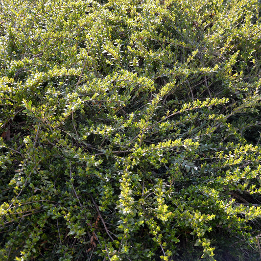 Chèvrefeuille arbustifs MossGreen - Bakker