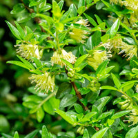 Chèvrefeuille arbustifs MossGreen - Lonicera pileata 'moss green' - Bakker