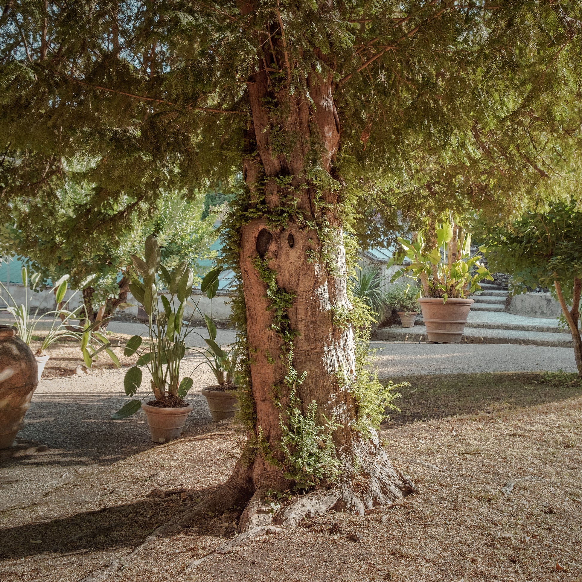Arbustes de haie - If commun - Taxus baccata