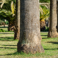 Washingtonia filifera - Palmier à jupon - Palmiers