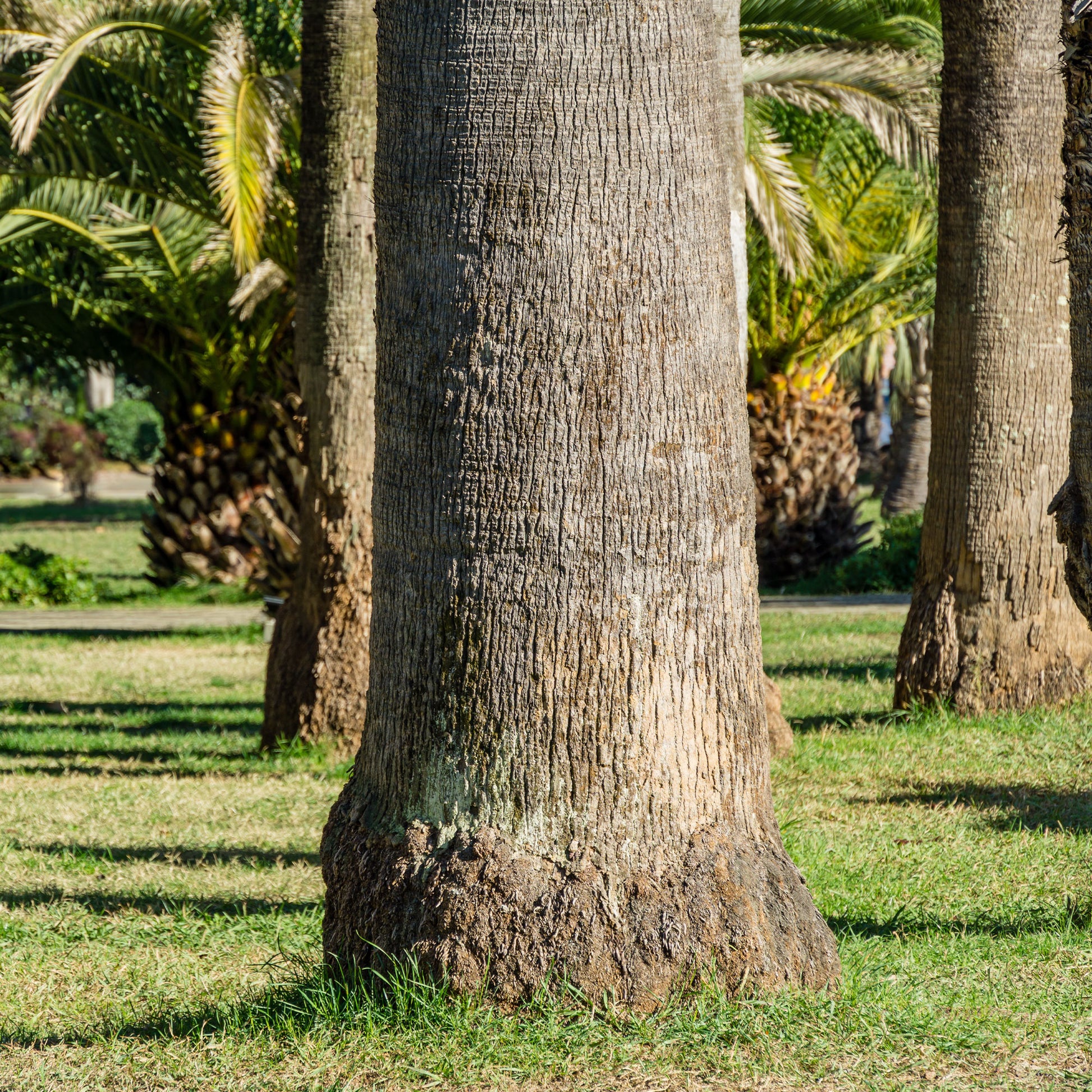 Washingtonia filifera - Palmier à jupon - Palmiers