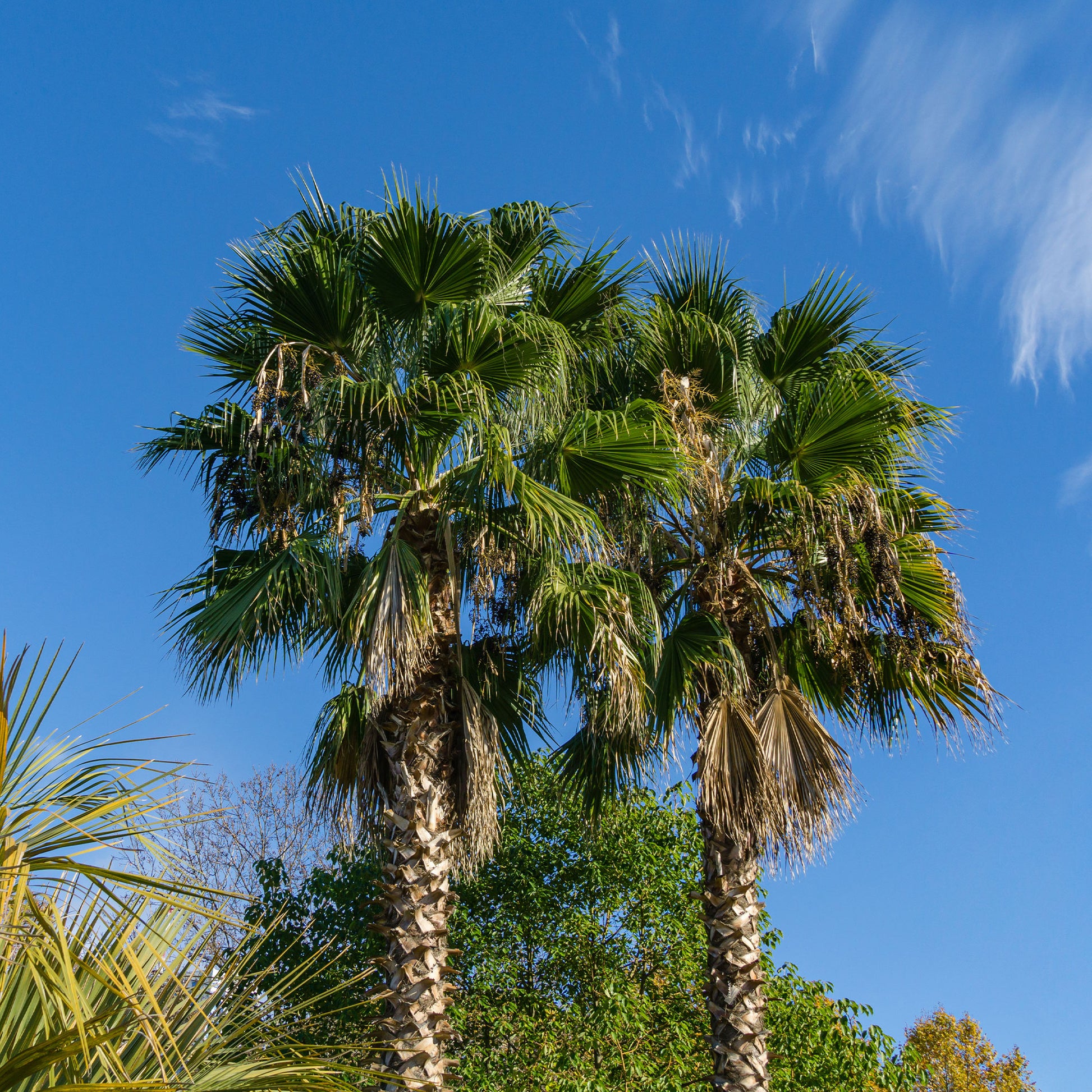 Palmier à jupon du Mexique - Washingtonia robusta - Bakker