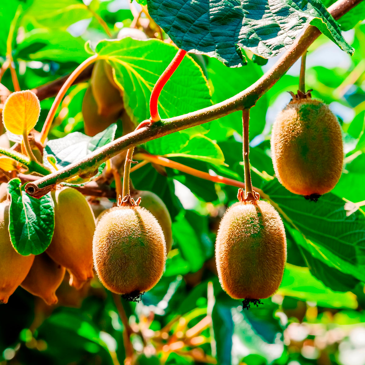 Kiwi Hayward