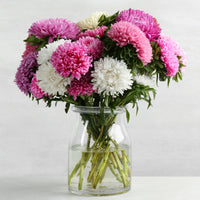 Callistephus chinensis - Reine-marguerite à fleurs de chrysanthème en mélange - Graines de fleurs pour massifs et bordures