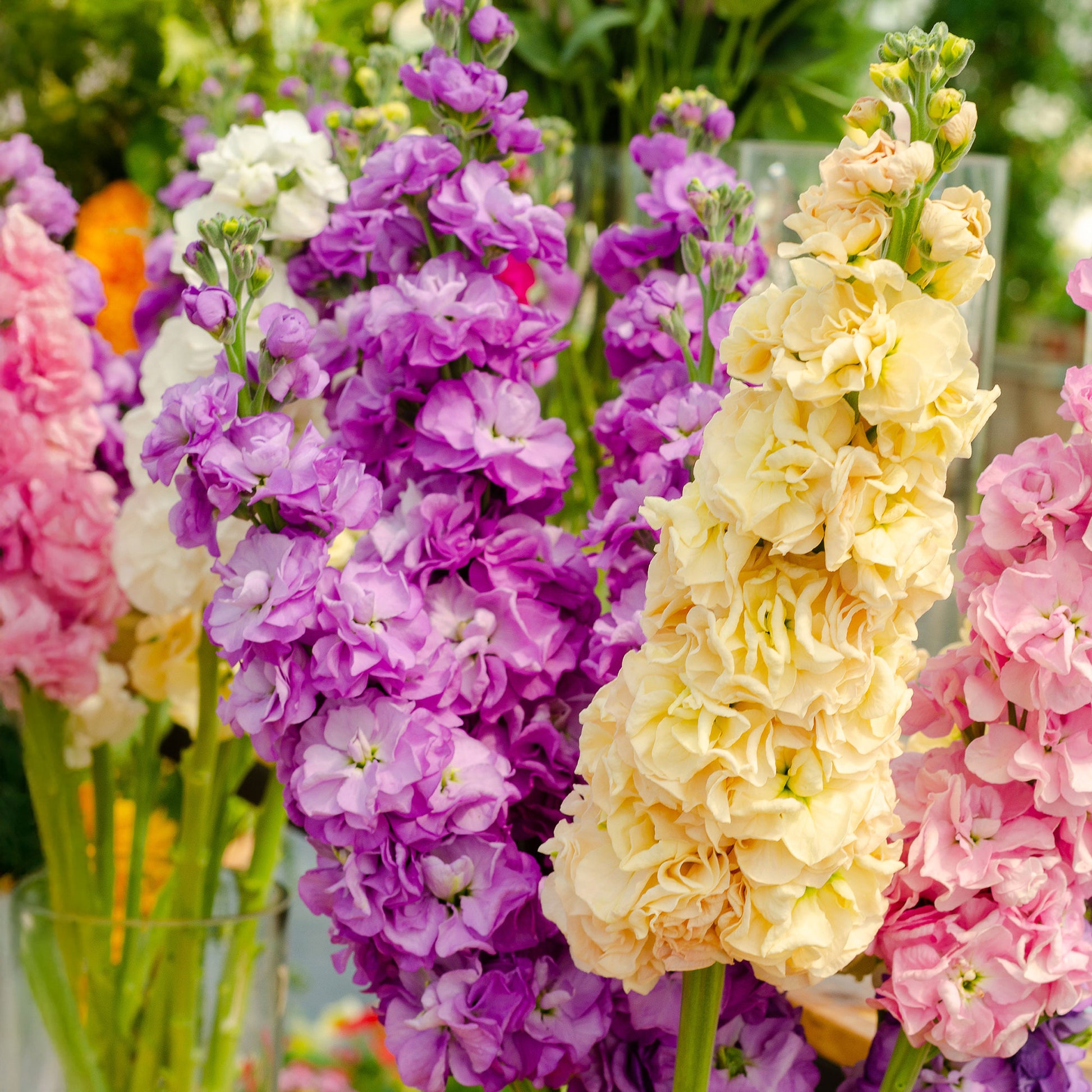 Giroflées Quarantaine en mélange - Matthiola incana - Bakker