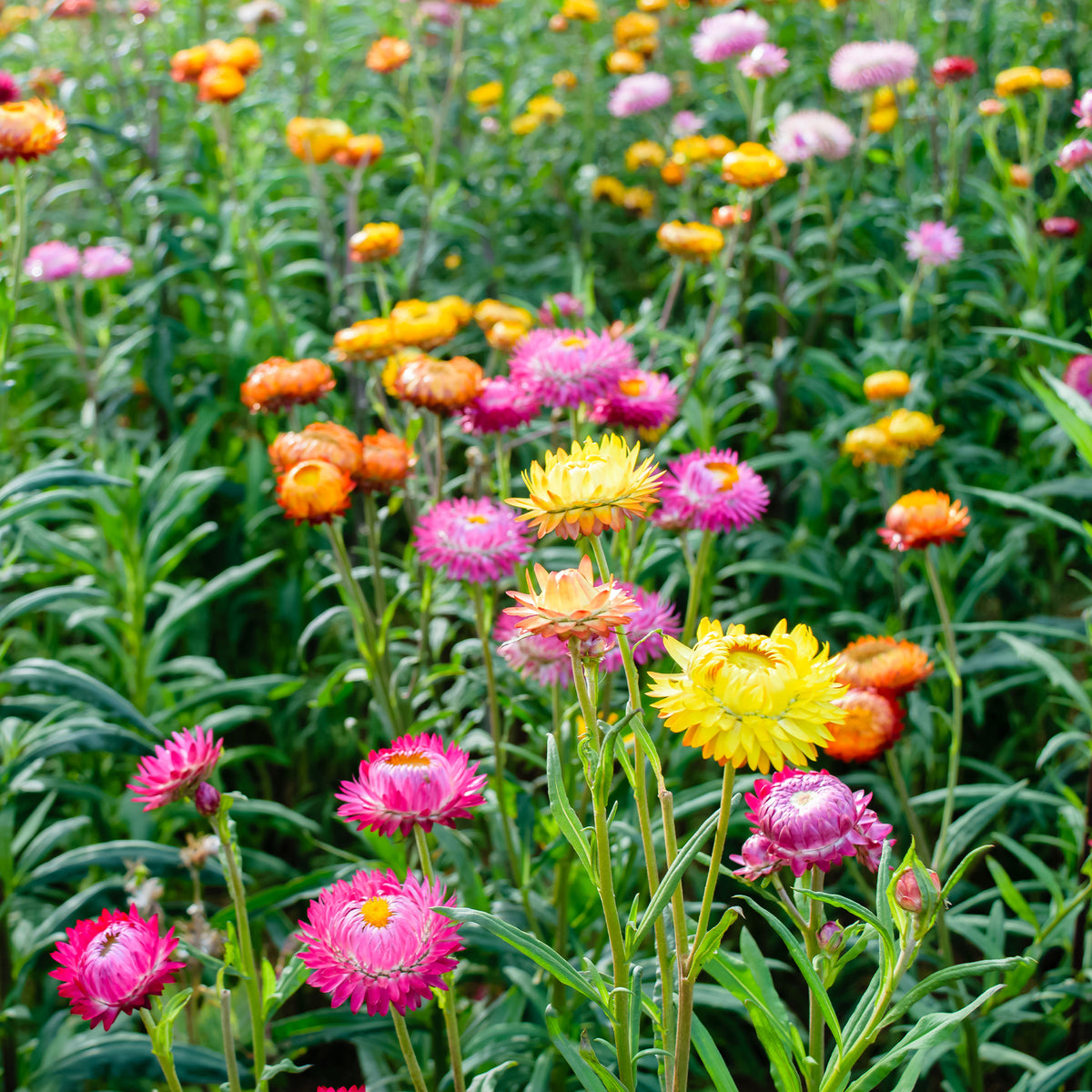 Xerochrysum bracteatum - Immortelle à grosses fleurs en mélange - Graines de fleurs pour massifs et bordures