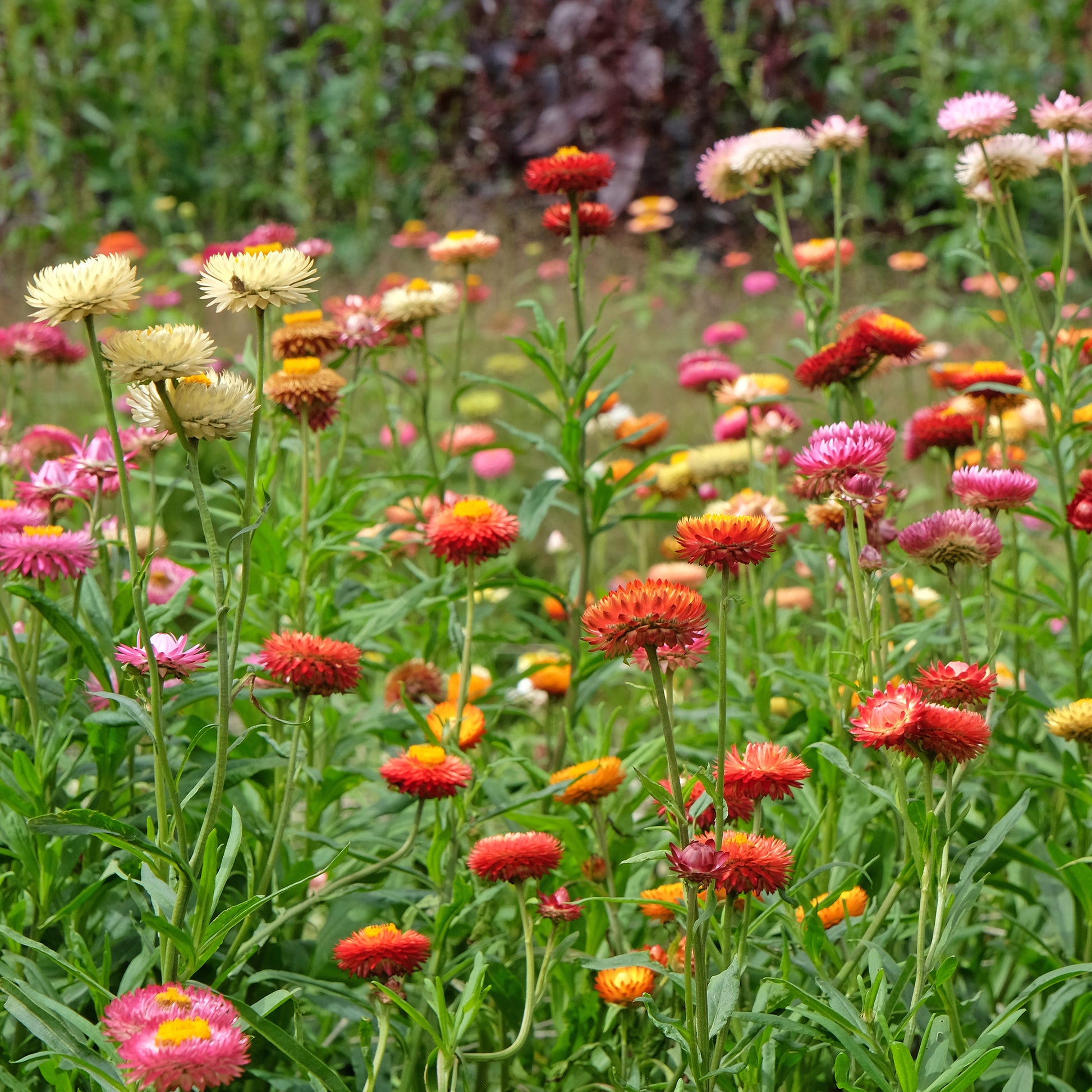 Immortelle à grosses fleurs en mélange - Bakker