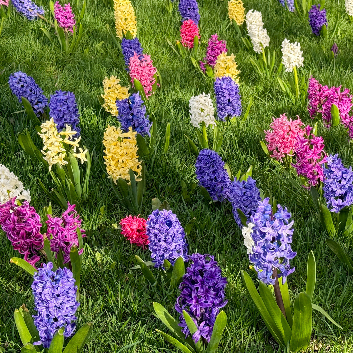 Jacinthes en mélange - Bakker