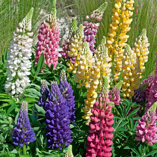 5 Lupin Russell en mélange
