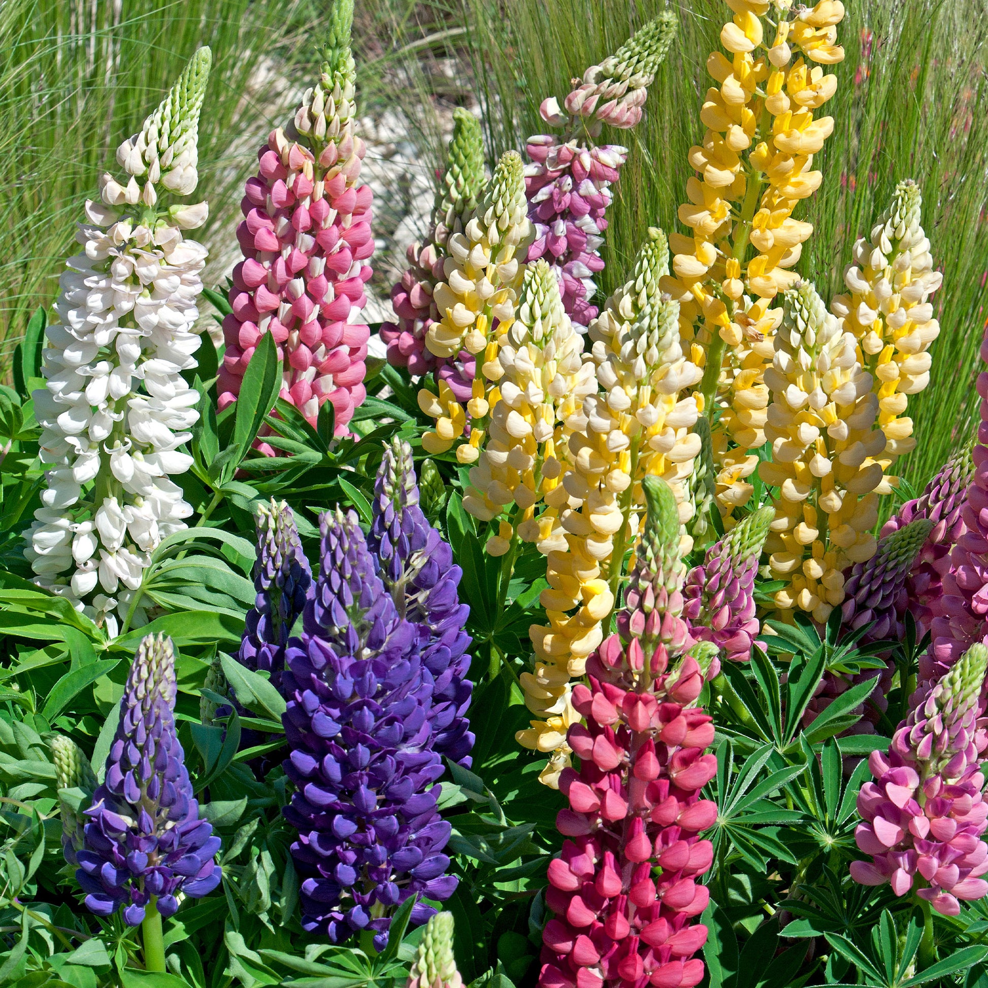 5 Lupin Russell en mélange - Bakker