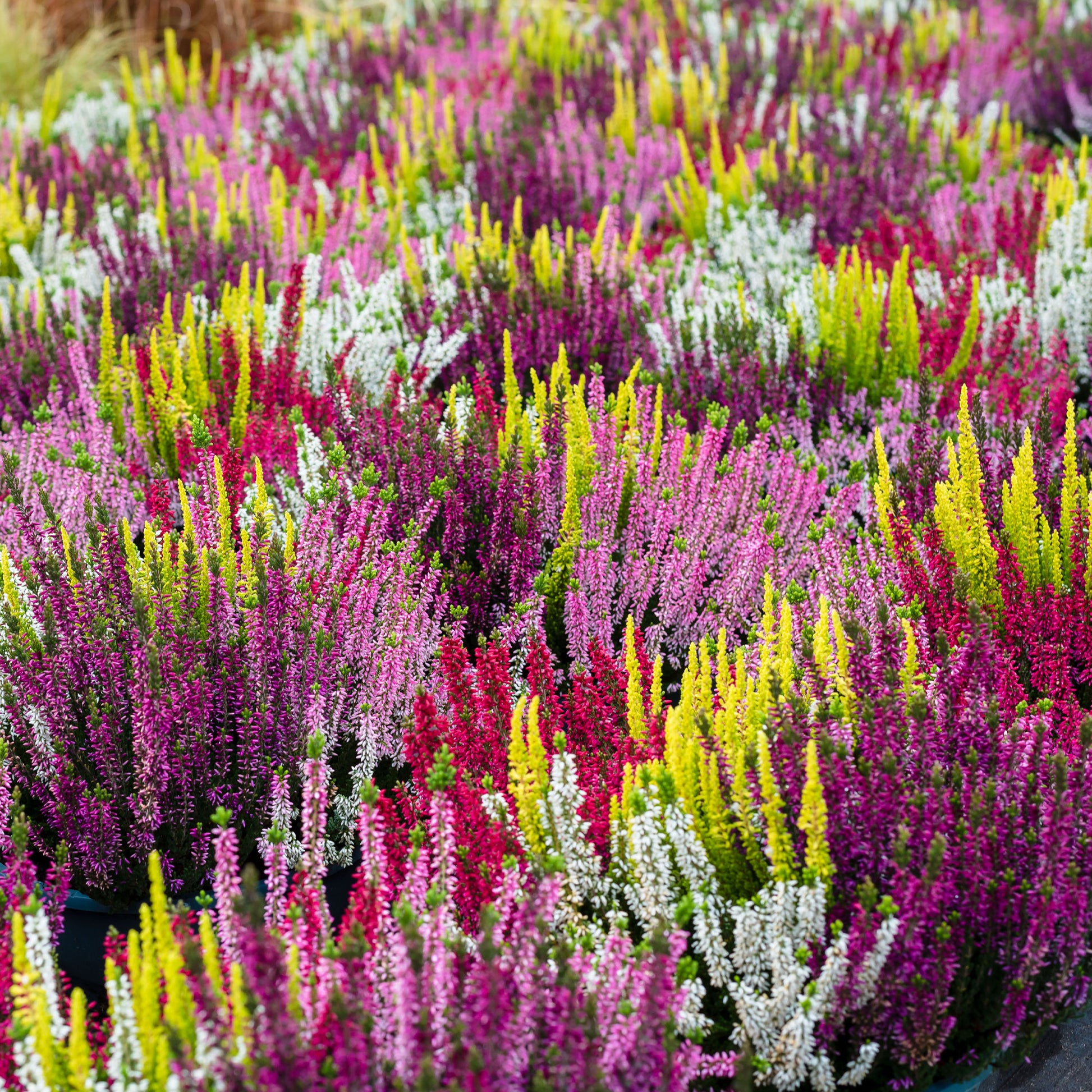 6 Bruyères d'été en mélange - Vivaces fleuries - Bakker