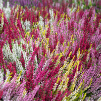 6 Bruyères d'été en mélange - Calluna vulgaris - Bakker