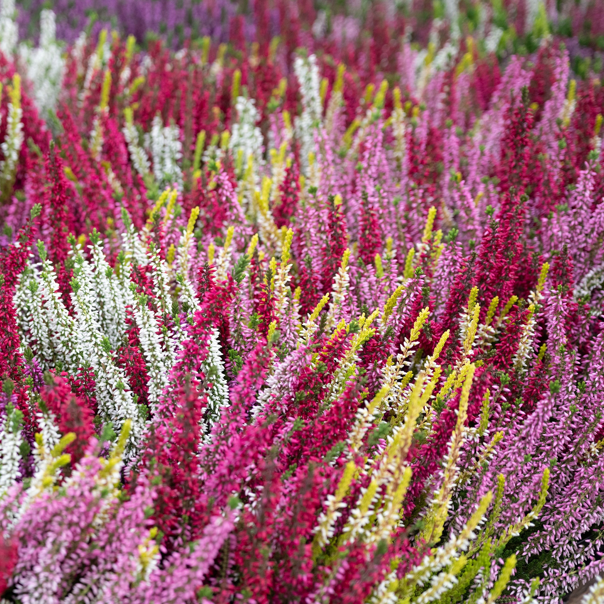 6 Bruyères d'été en mélange - Calluna vulgaris - Bakker