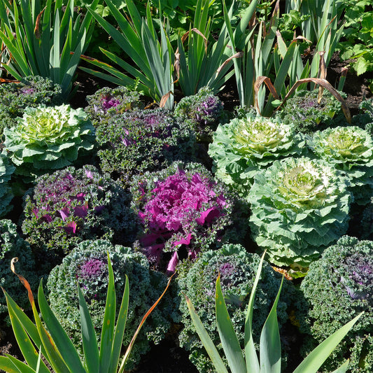 3 Choux décoratifs en mélange - Bakker