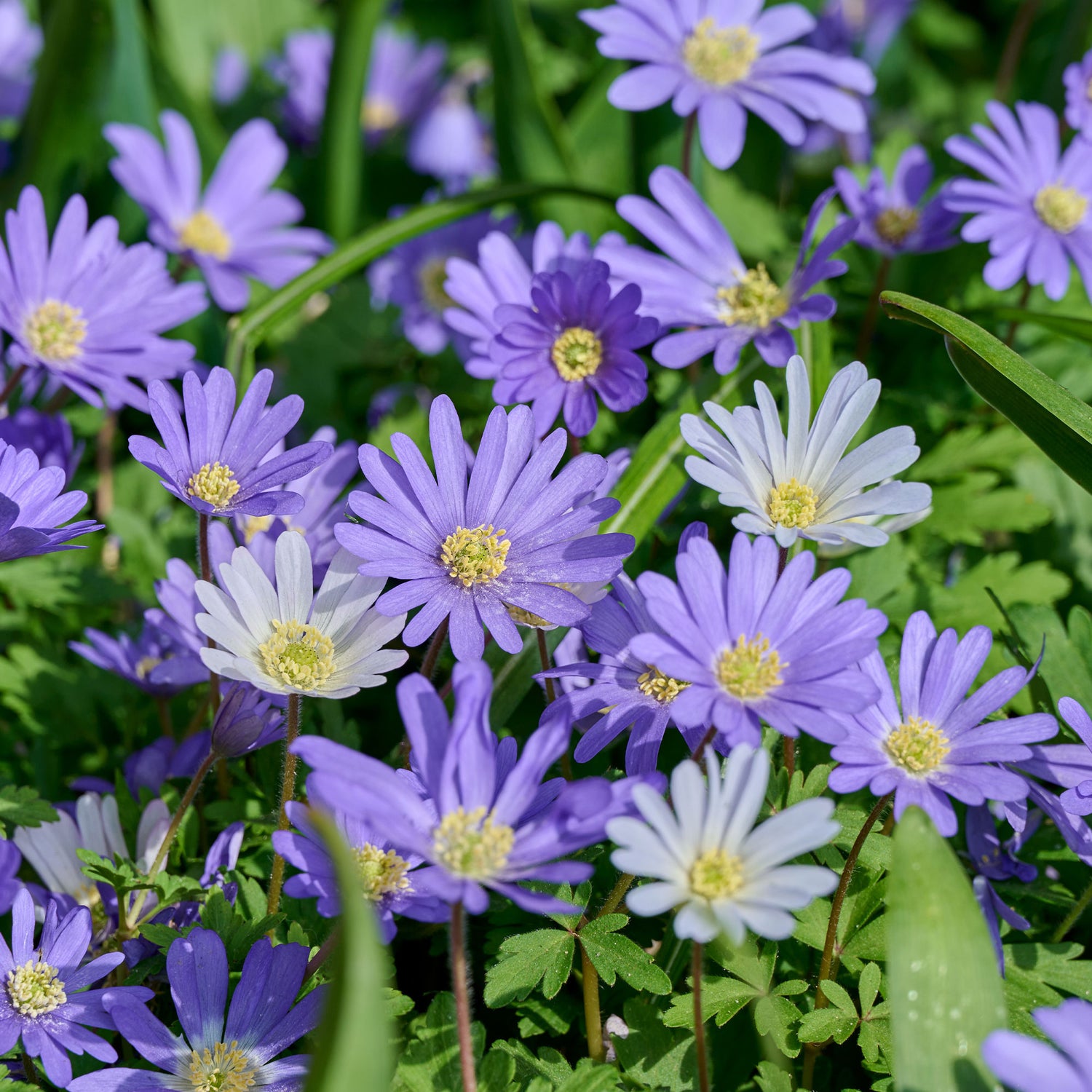 Anemone blanda - Anémone de Grèce