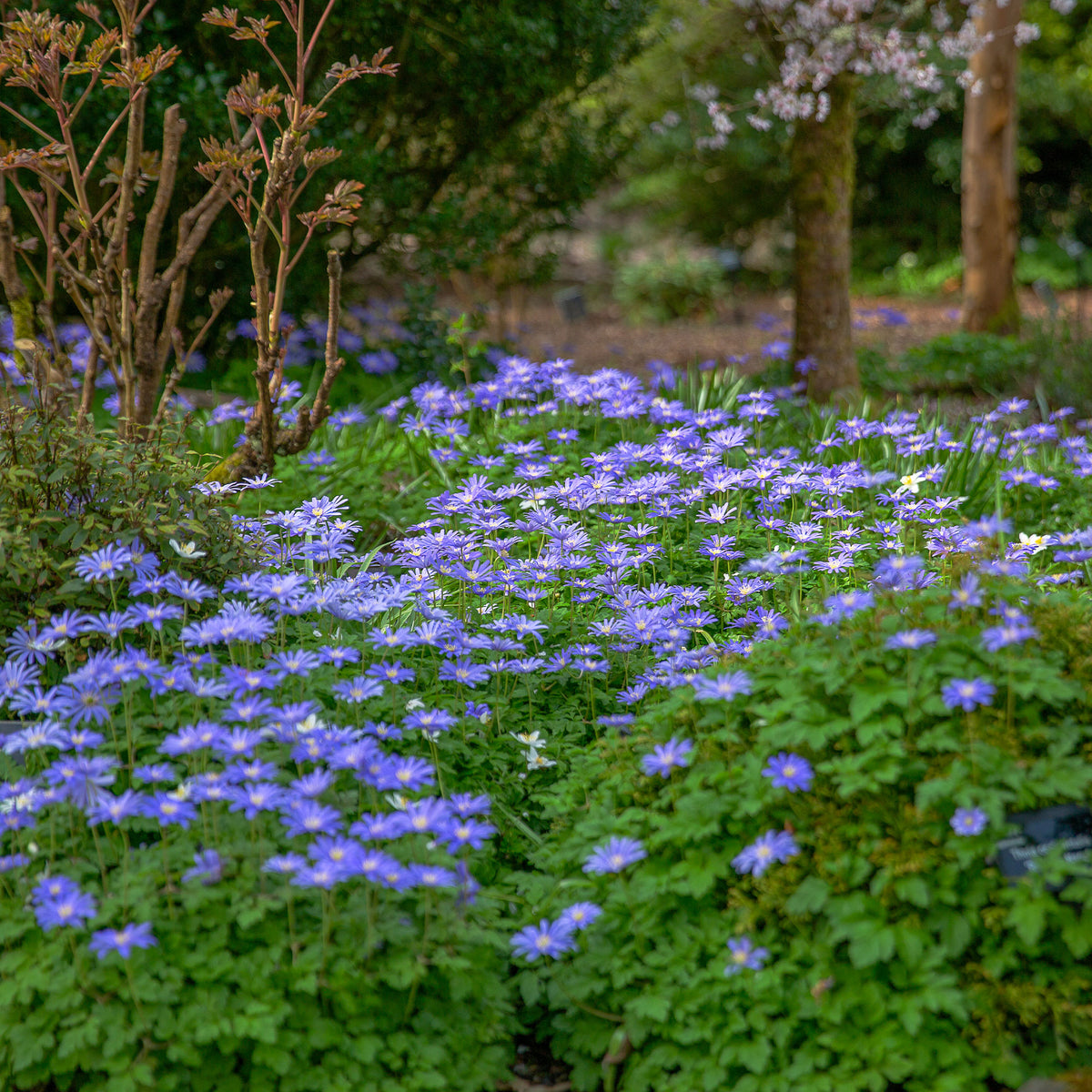 Bulbes d'Anémone - 30 Anémones de Grèce Blue Shades - Anemone blanda Blue Shades