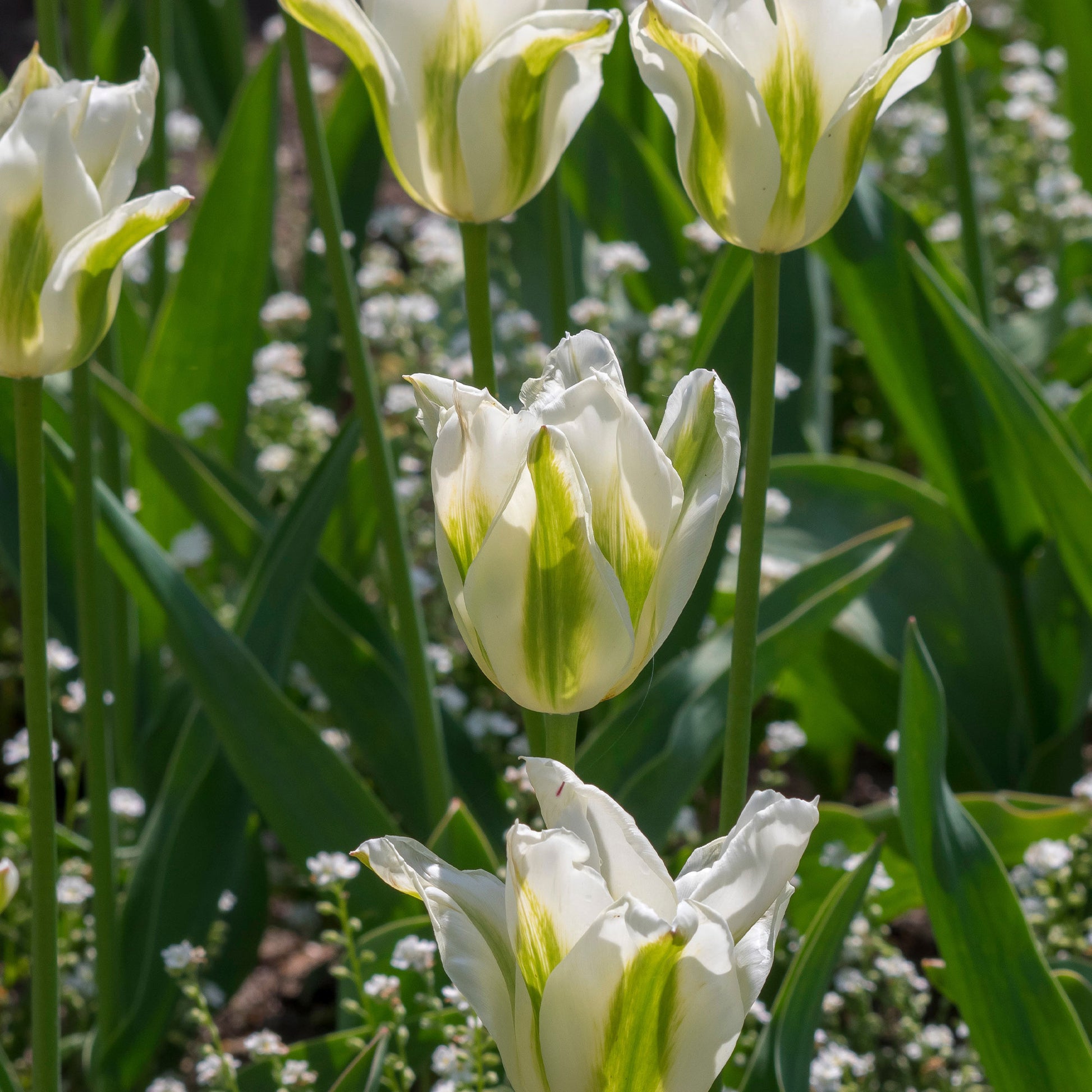 10 Tulipes à fleurs de lis Greenstar - Bakker