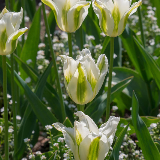 10 Tulipes à fleurs de lis Greenstar - Bakker