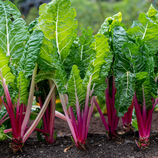Poirée à carde rouge Rhubarb Chard - Bakker