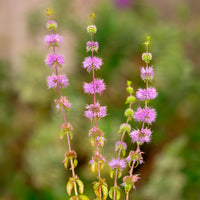 Menthe pouliot - Mentha pulegium - Bakker