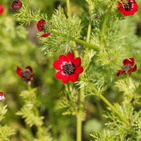 Adonis aestivalis - Adonis d'été Deep Red - Graines de fleurs pour massifs et bordures