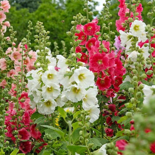 Roses trémières simples Antwerp Stars en mélange - Bakker