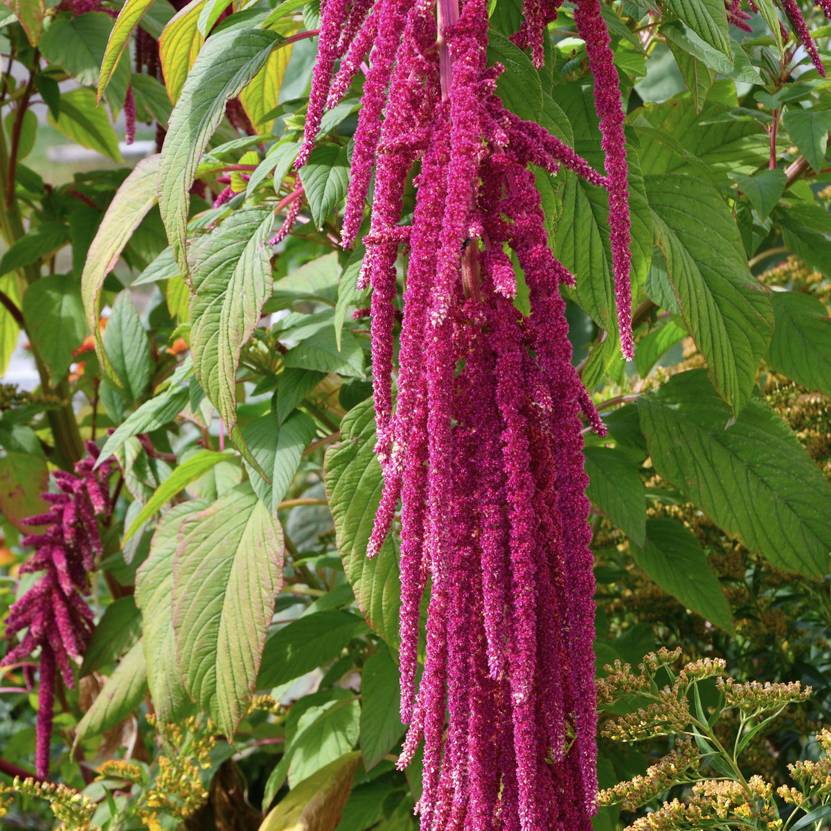 Amaranthus caudatus - Amarante queue de renard - Graines de fleurs annuelles