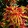 Amarante tricolore comestible Garden Select - Bakker
