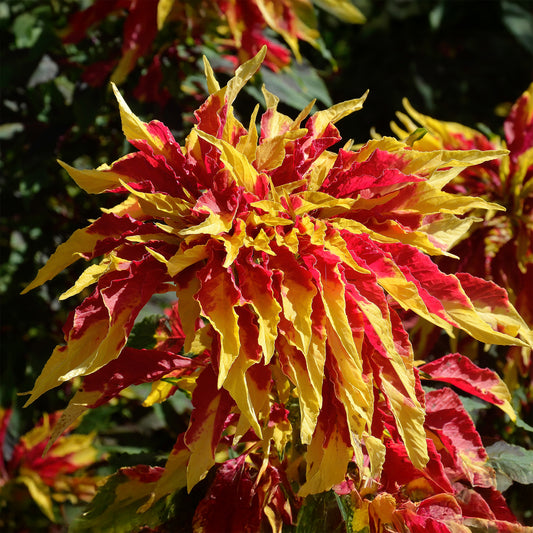 Amarante tricolore comestible Garden Select - Bakker