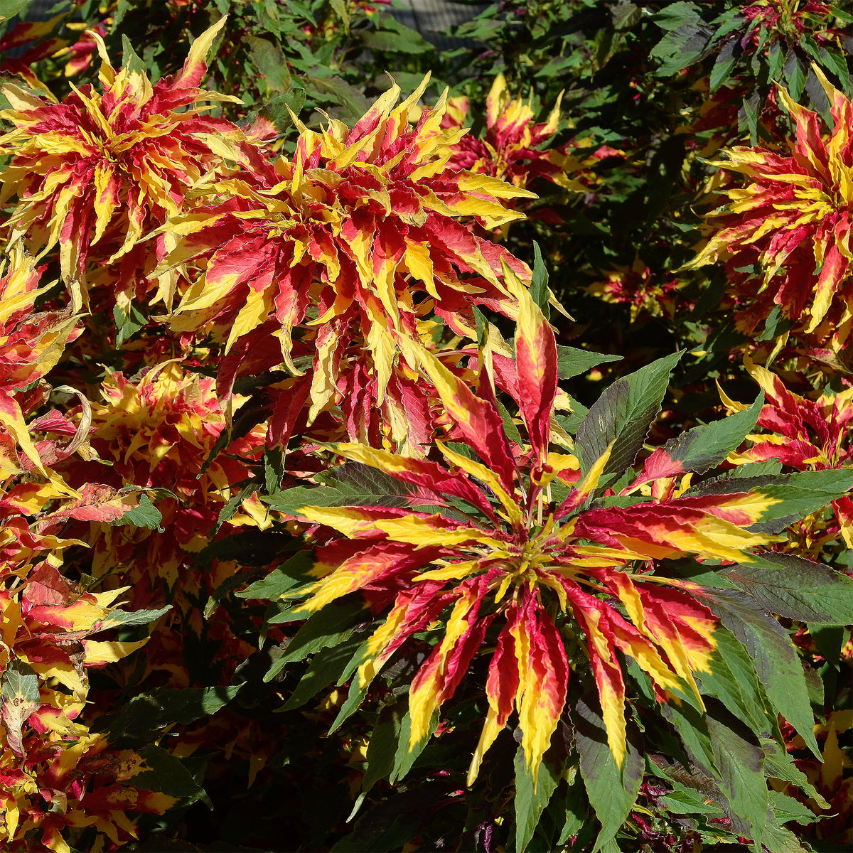 Amarante tricolore comestible Garden Select - Amaranthus gangeticus Splendens Perfecta - Bakker