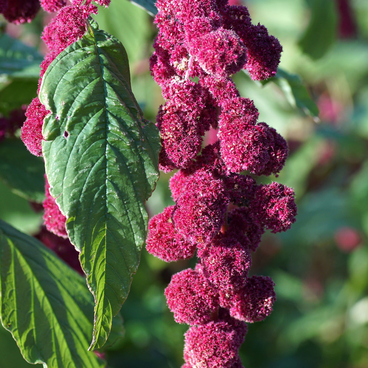 Amarante gibbeuse Dreadlocks - Amaranthus caudatus gibbosus - Bakker