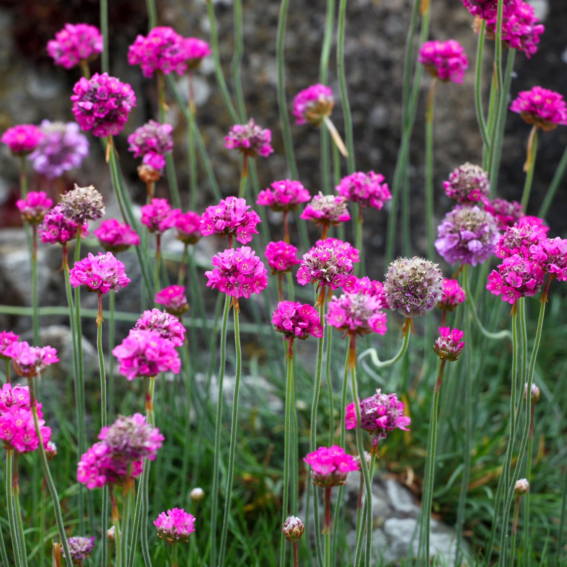 Gazon d'Espagne Splendens - Bakker