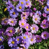Aster alpinus - Aster vivace des Alpes en mélange - Aster