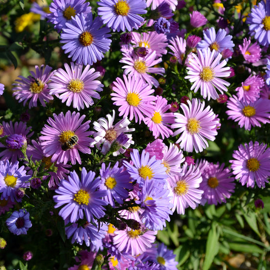 Aster vivace des Alpes en mélange - Bakker
