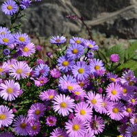 Aster vivace des Alpes en mélange - Aster alpinus - Bakker