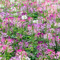 Cleome spinosa - Cléome épineux Colour Fountain en mélange - Cleome - Cléome