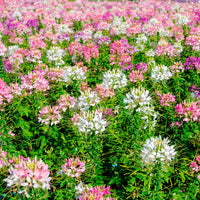 Cleome - Cléome - Cléome épineux Colour Fountain en mélange - Cleome spinosa