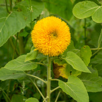 Tournesol à fleur double naine Teddy Bear - Helianthus annuus teddy bear - Bakker