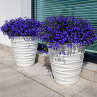 Lobelia Emperor William - Bakker