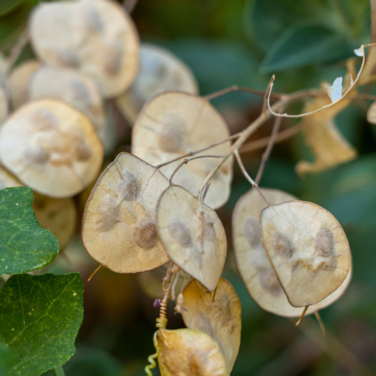 Lunaire annuelle - Monnaie du pape en mélange - Lunaria biennis annua - Bakker
