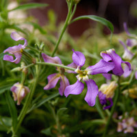 Giroflée du soir Scentsation en mélange - Matthiola longipetala bicornis - Bakker