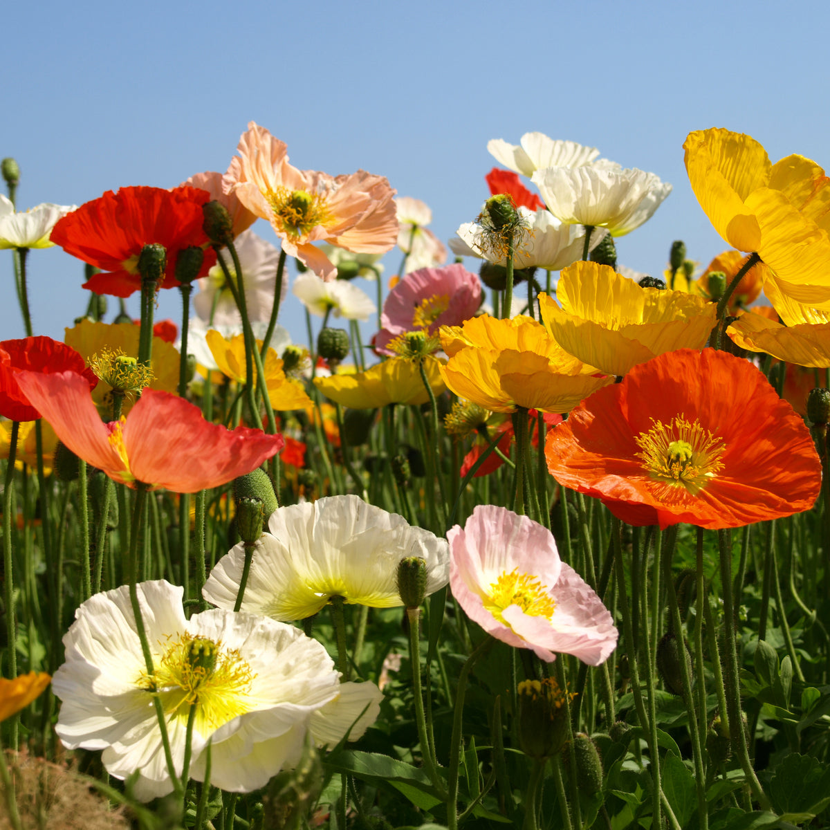 Pavot d'Islande Artist's Glory en mélange - Papaver nudicaule - Bakker
