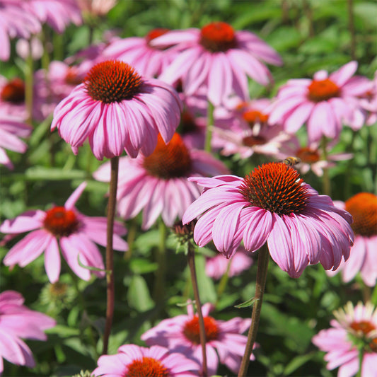 Rudbeckia pourpre - Echinacea - Bakker