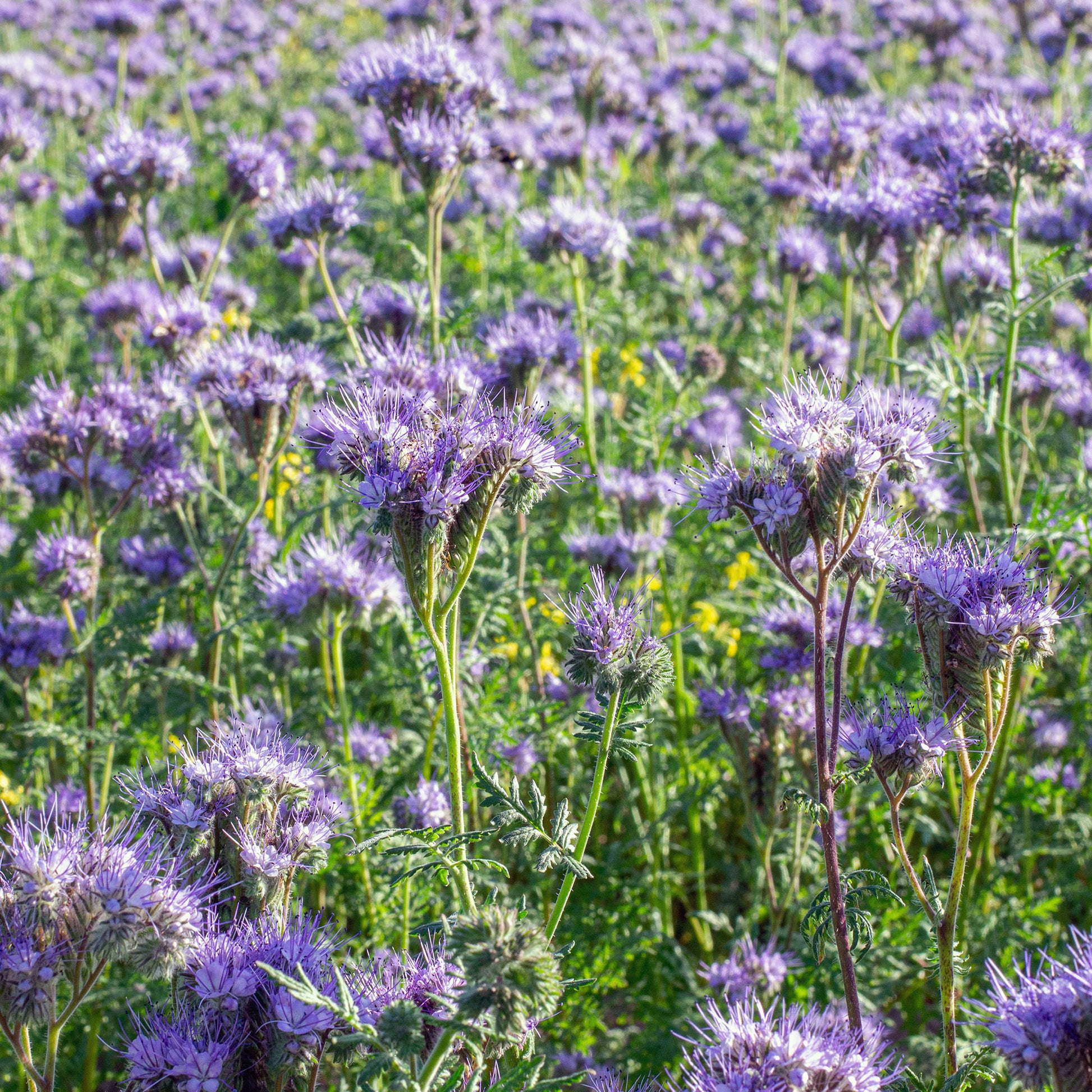 Phacelia tanacetifolia - Phacélie Bio - Graines de fleurs annuelles