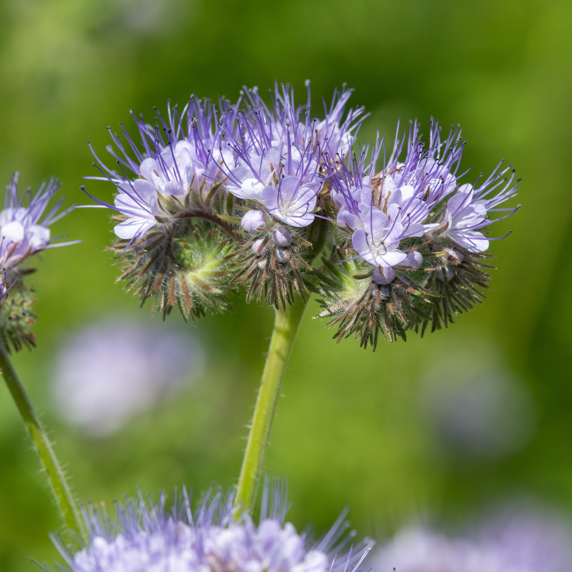 Graines de fleurs annuelles - Phacélie Bio - Phacelia tanacetifolia